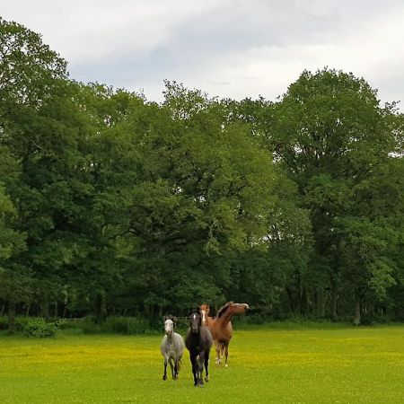 Haras Du Vignault Le Bucher Salbris Zewnętrze zdjęcie